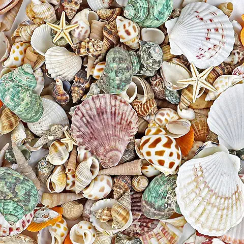 Seashells, 100 Asst shapes & sizes
