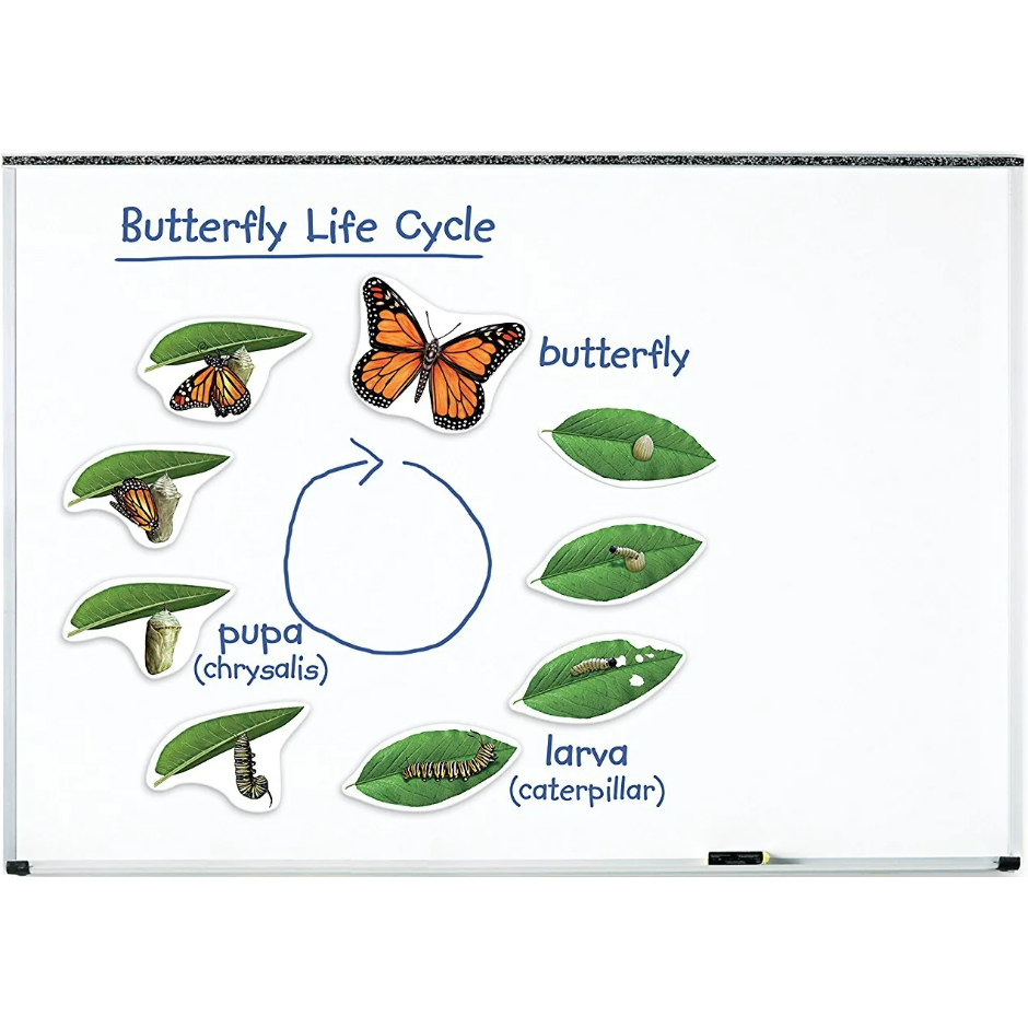 Giant Magnetic Butterfly Life Cycle