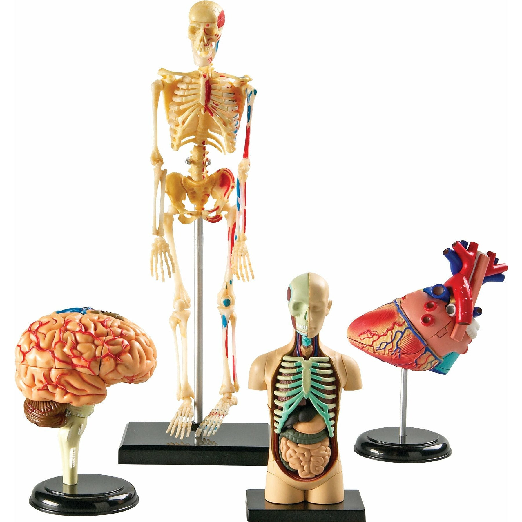 Anatomy Models, Set of all 4 models